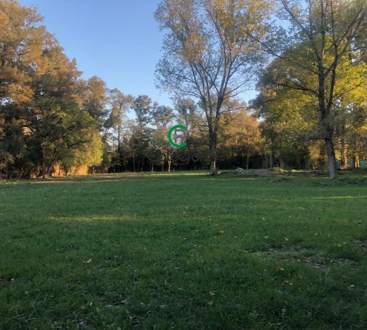 Aime Shiffellly 2000