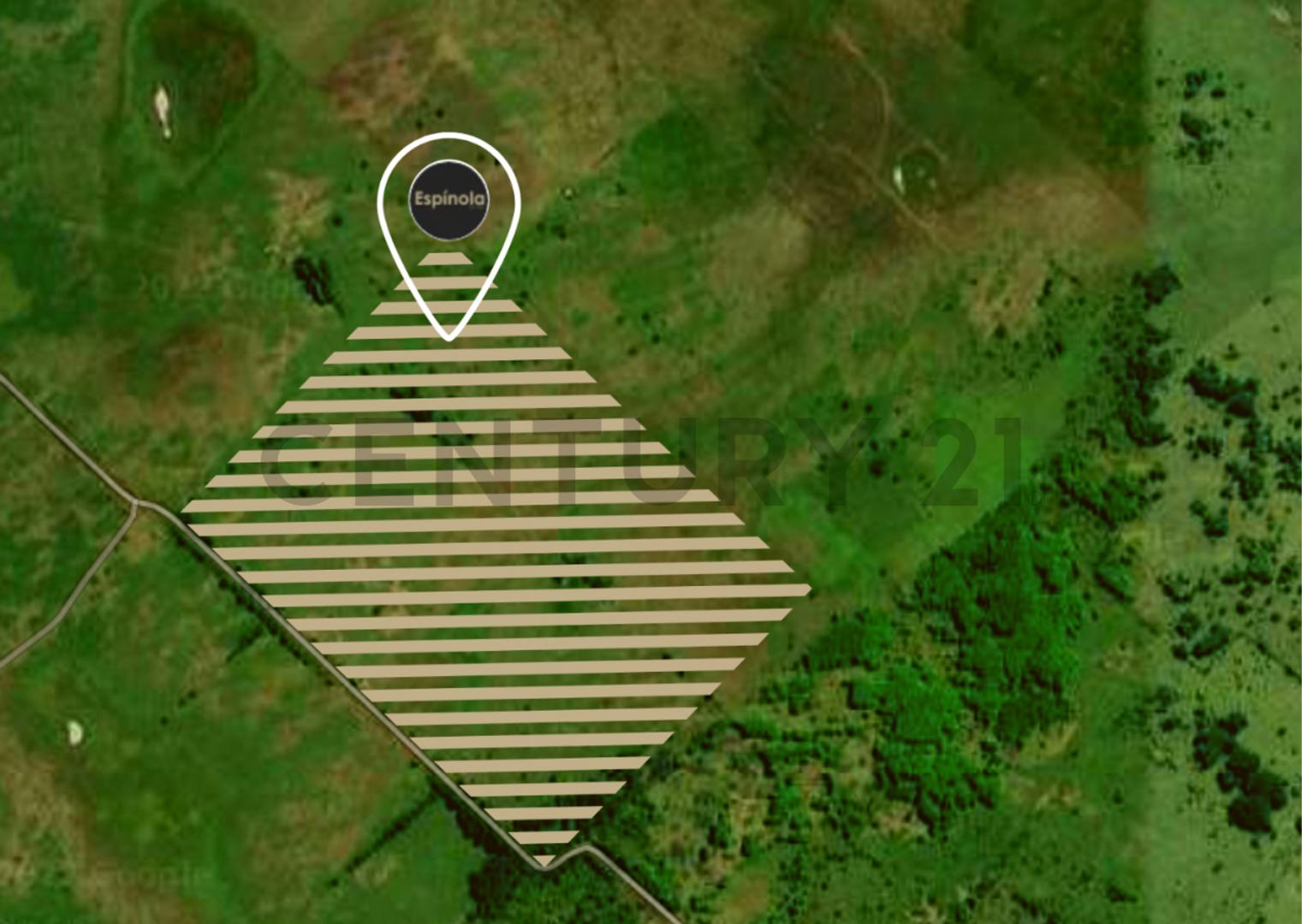 CAMPO DE 41 HECTÀREAS - RP 6 KM 82 CAÑUELAS