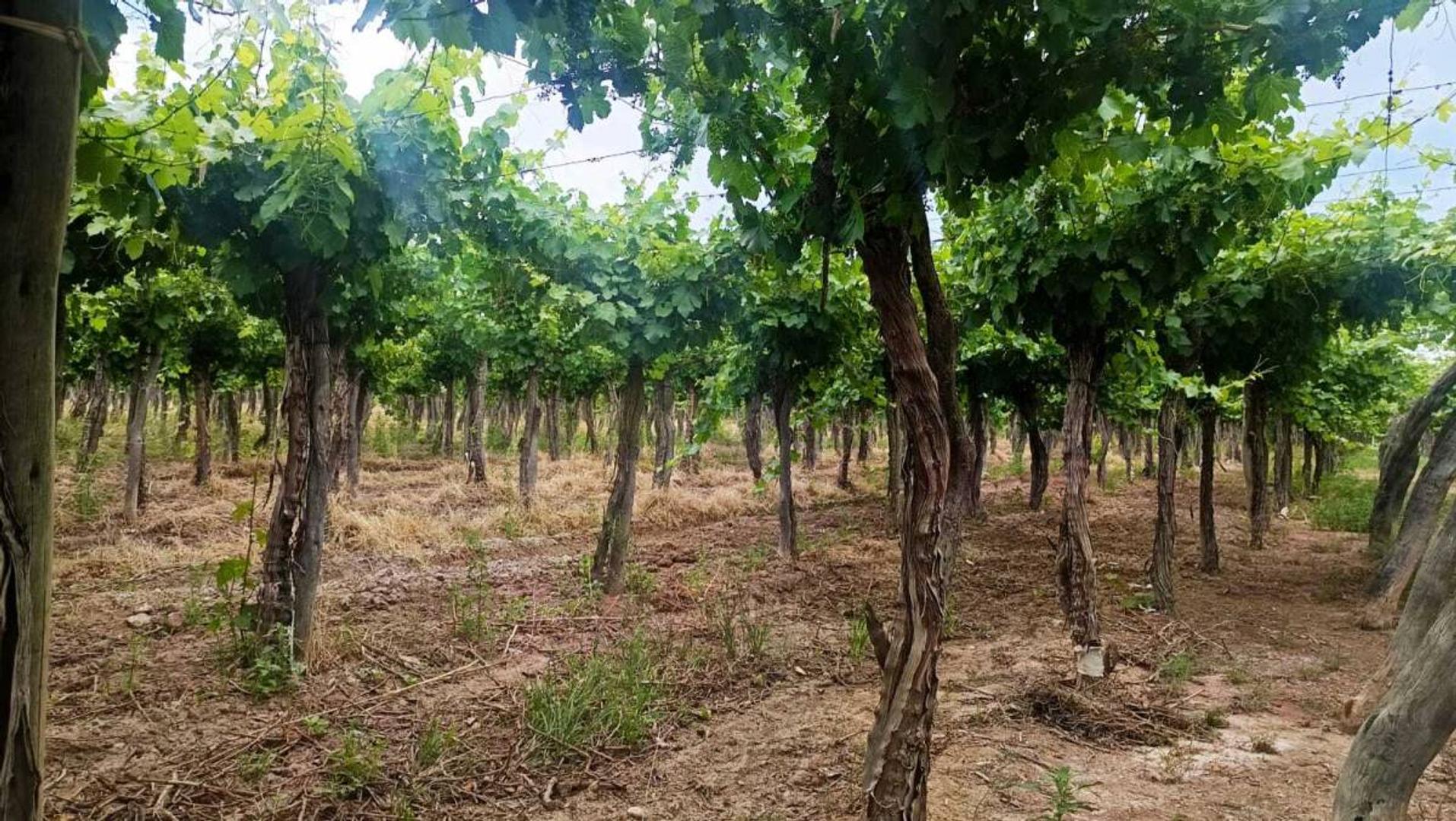 Venta de Finca en Producción Colonia Segovia
