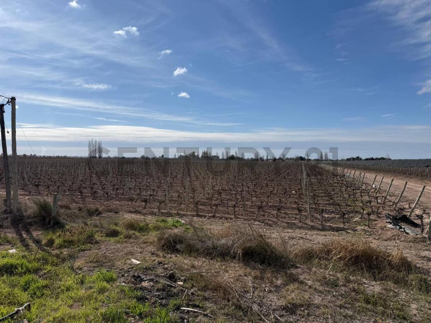 Finca en Venta, Rodeo del Medio, Maipú, Mendoza