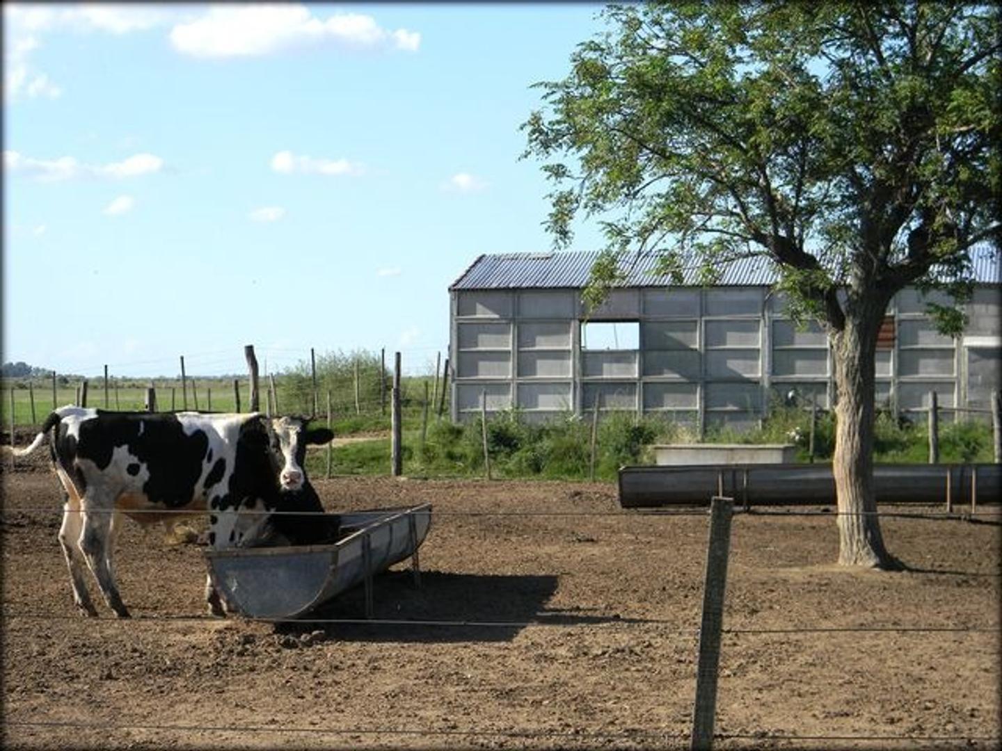 Venta 147 Hectareas.Zona El Fortin(Cba). Exp.Ganadera.