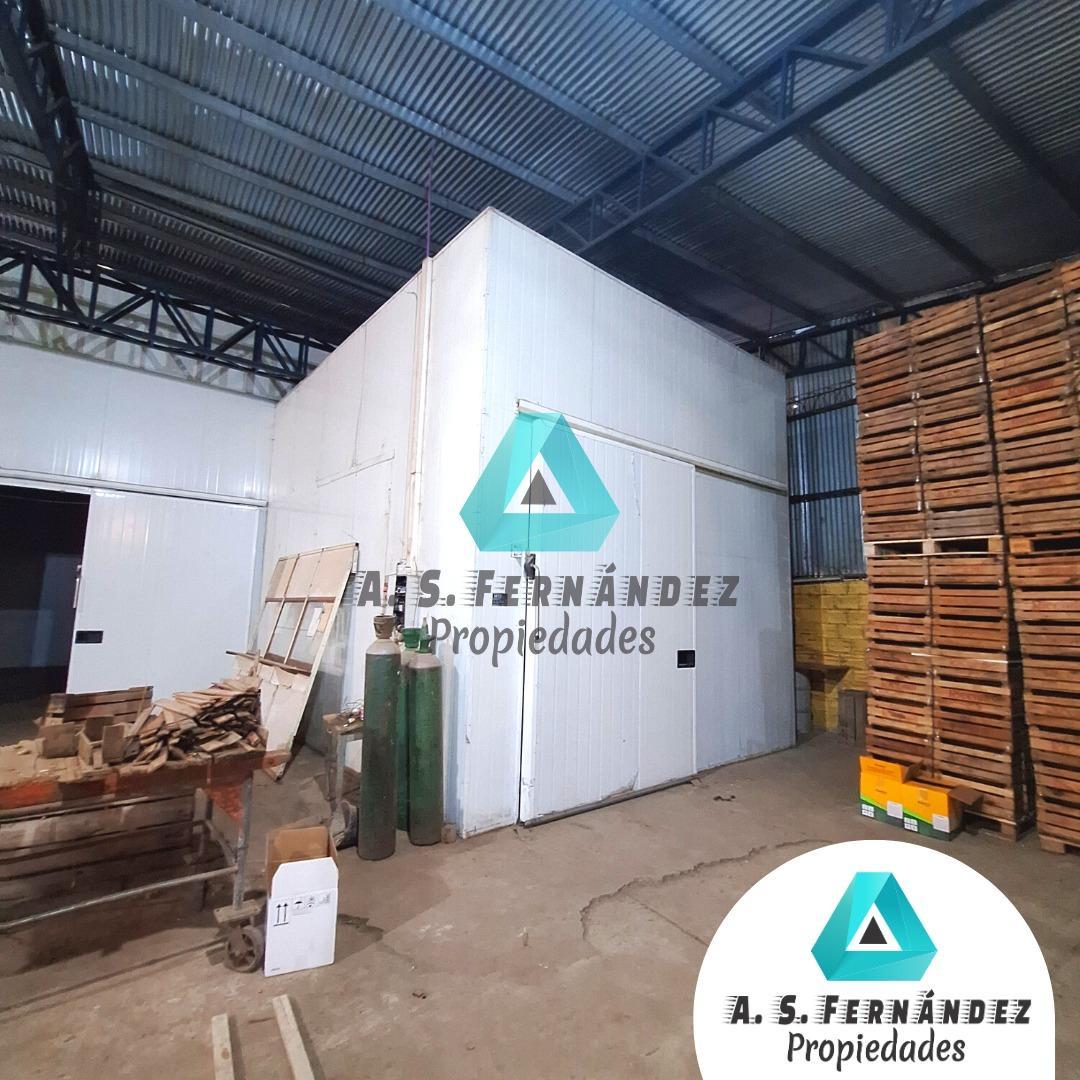 QUINTA CÍTRICA CON GALPONES, EMPAQUES Y CASA PRINCIPAL