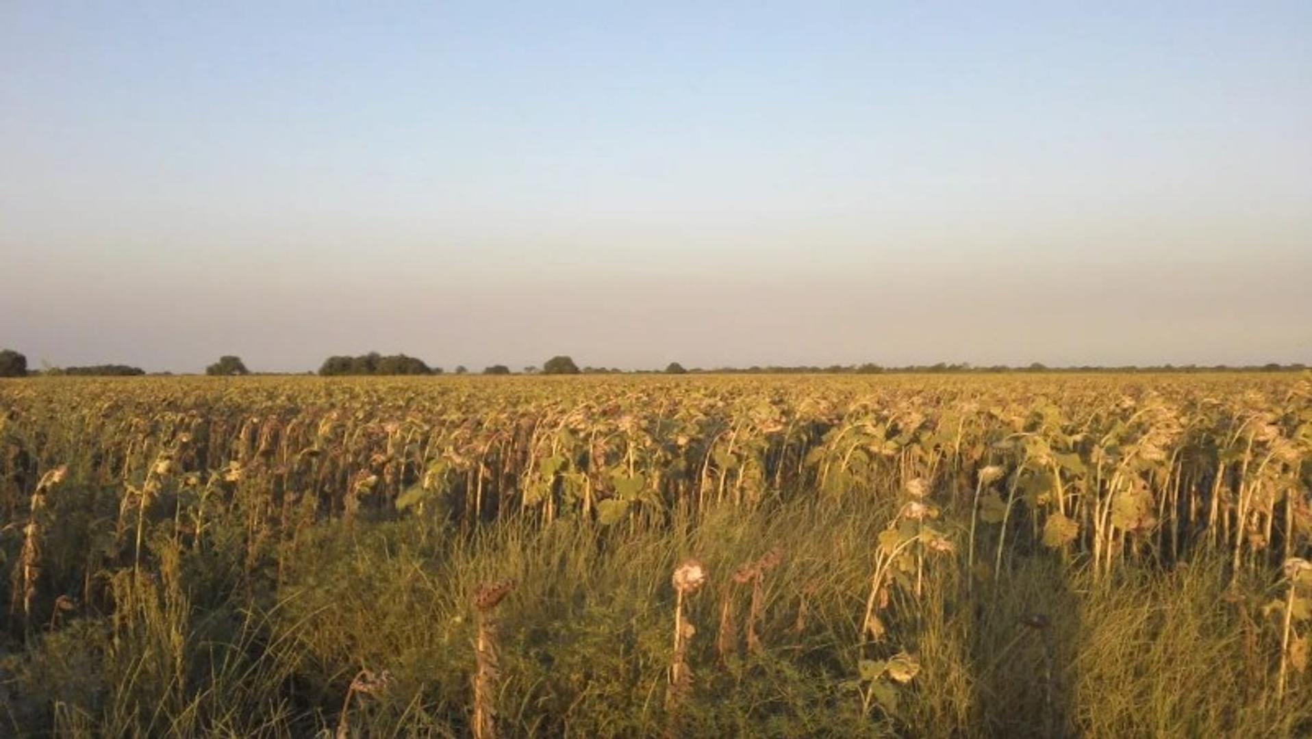 VENTA CAMPO MIXTO AGRÍCOLA-GANADERO 879hc.