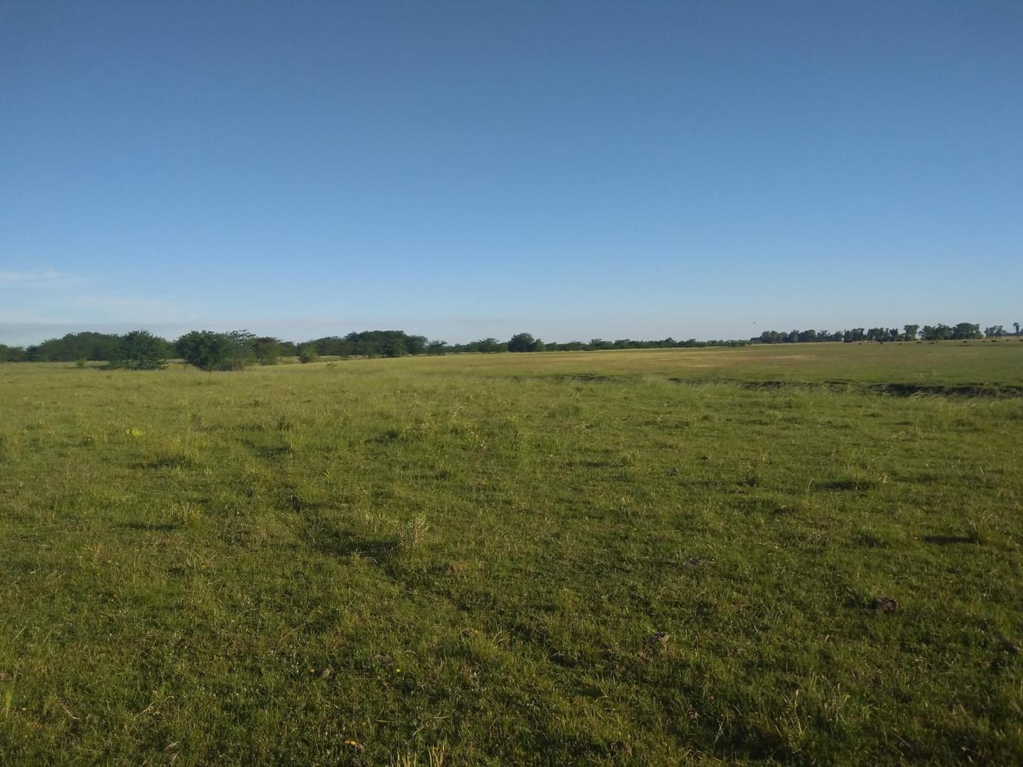 CAMPO DE 116 HECTAREAS Y MEDIA BAJO DE PRECIO 