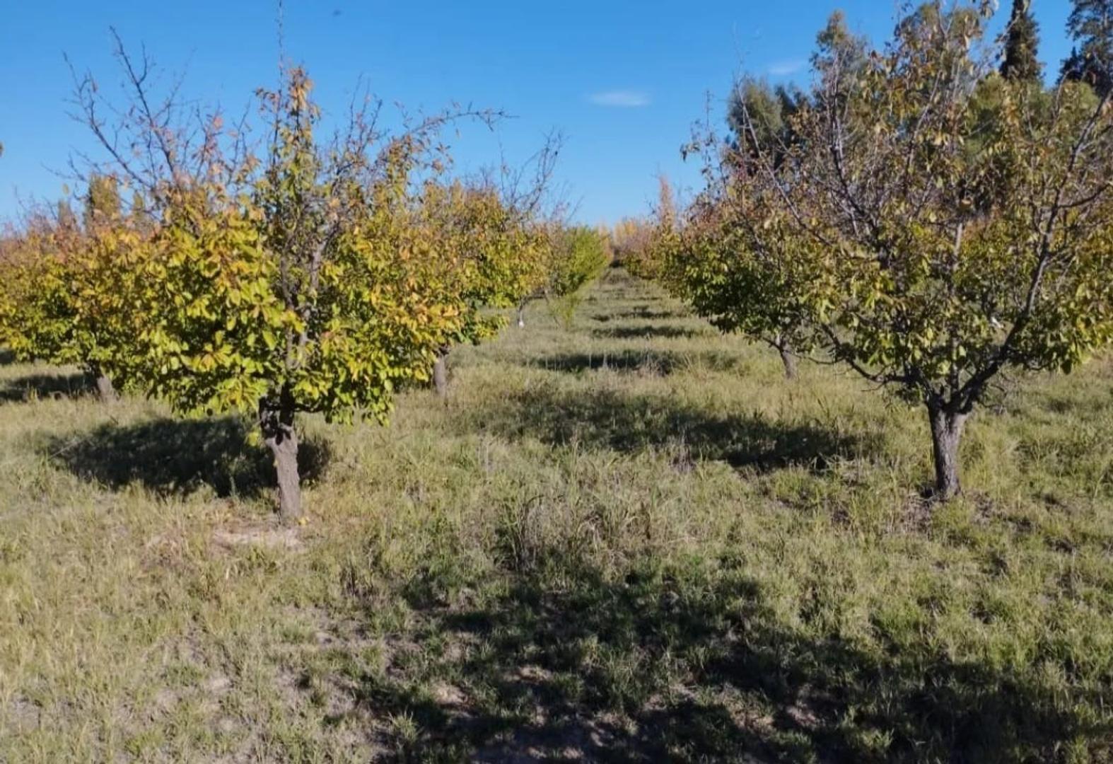 VENTA  CAMPO 40 HECTAREAS EN BOWEN GENERAL ALVEAR MENDOZA