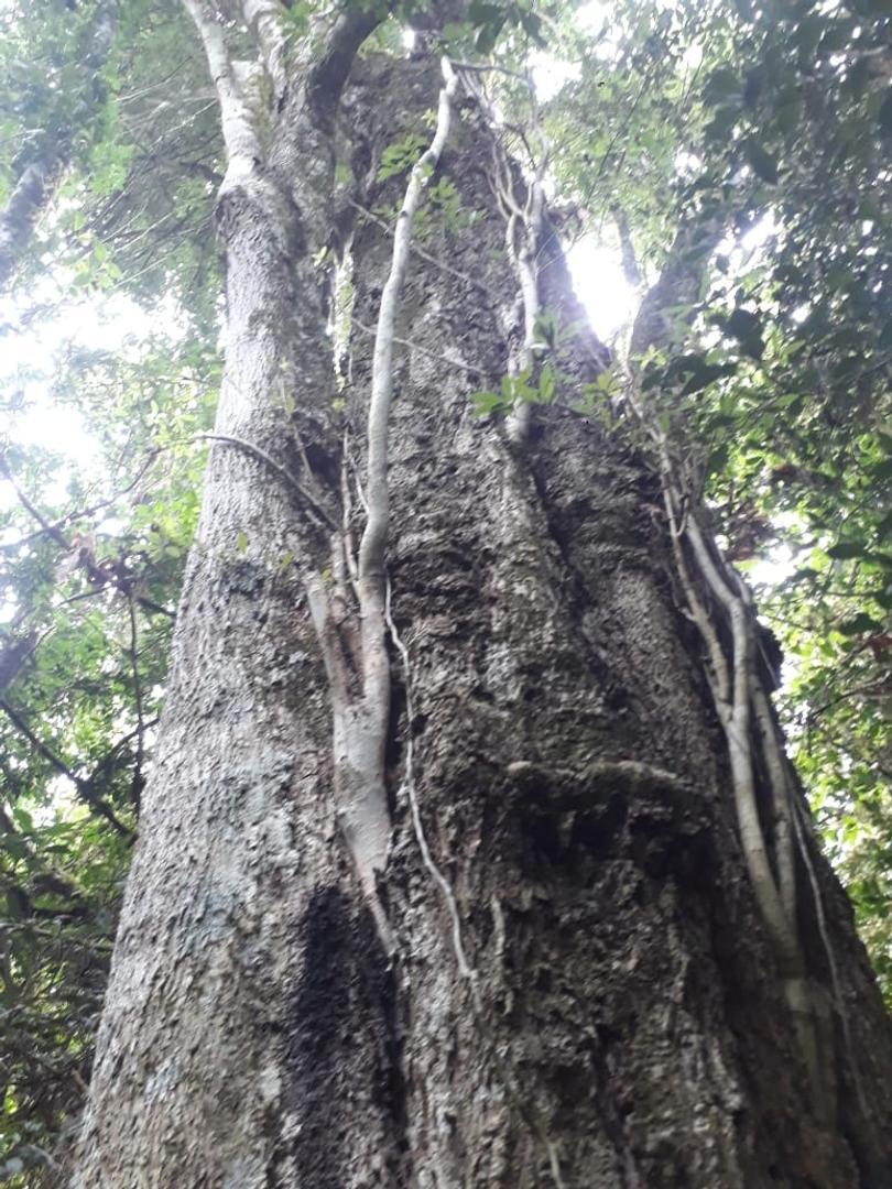 55 has en Aristobulo del Valle