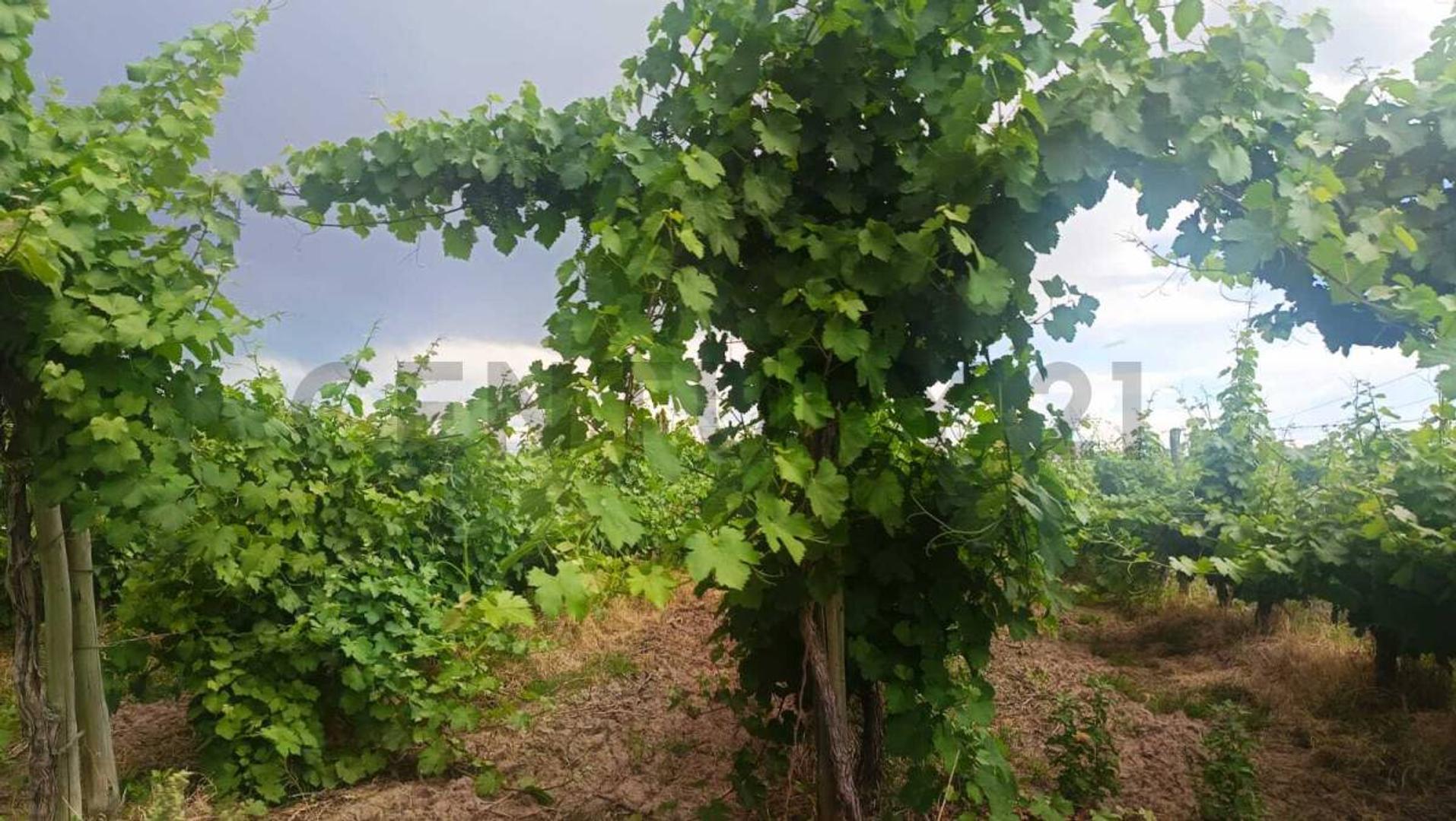 Colonia Segovia , Piso 0