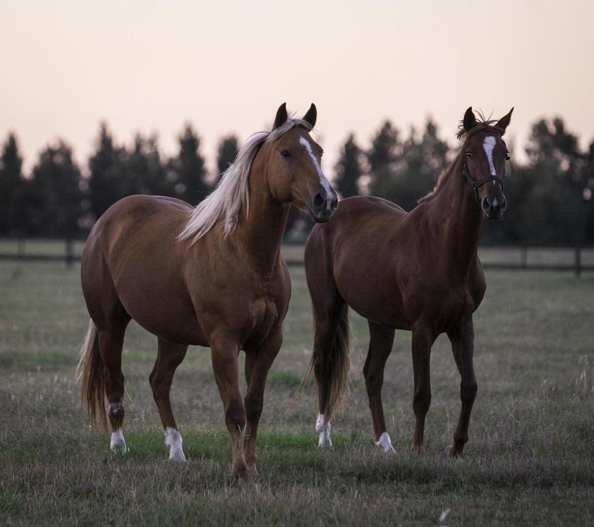 Terreno en Venta de 18017,0 m2