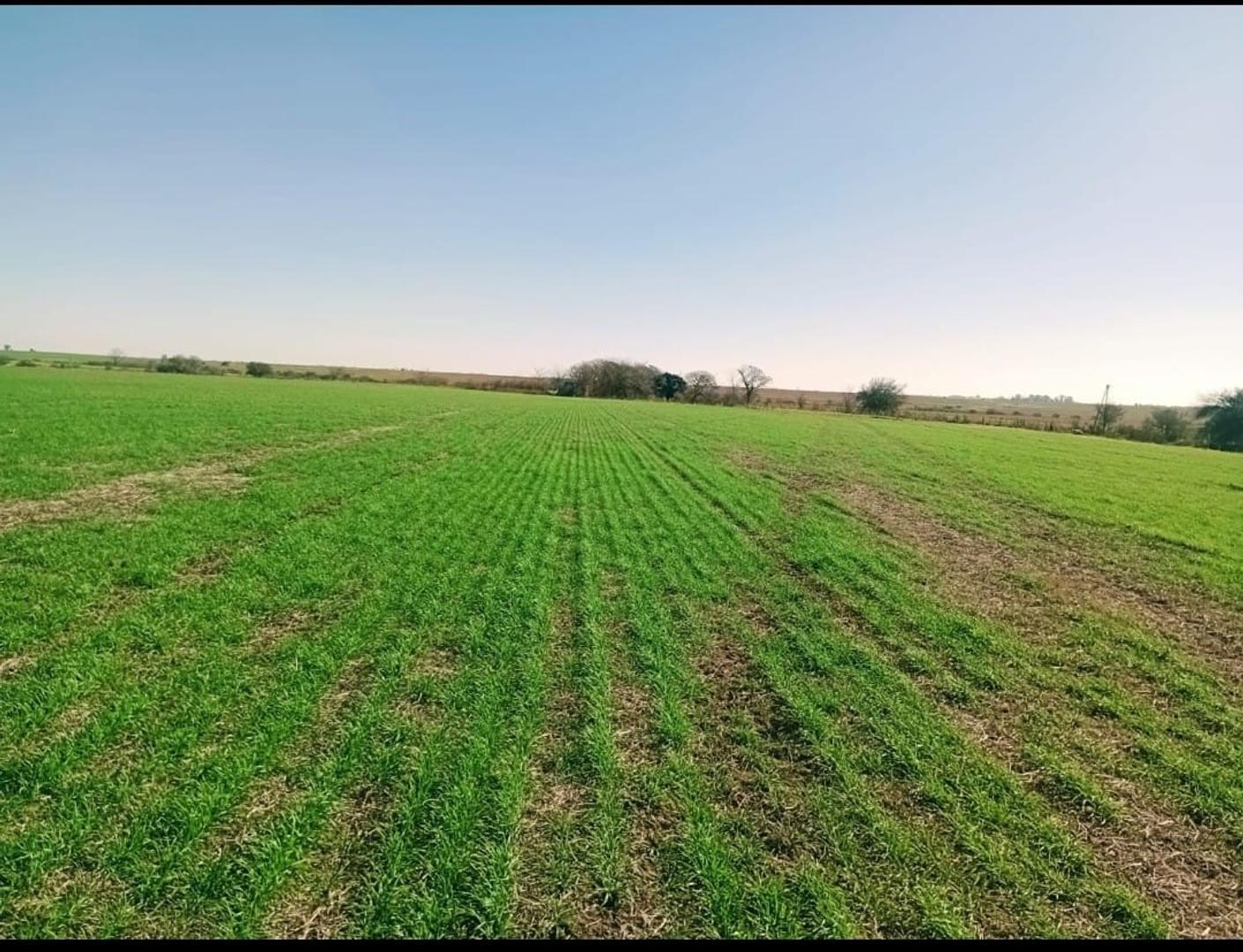 50 hectáreas entre Hernández y Betbeder