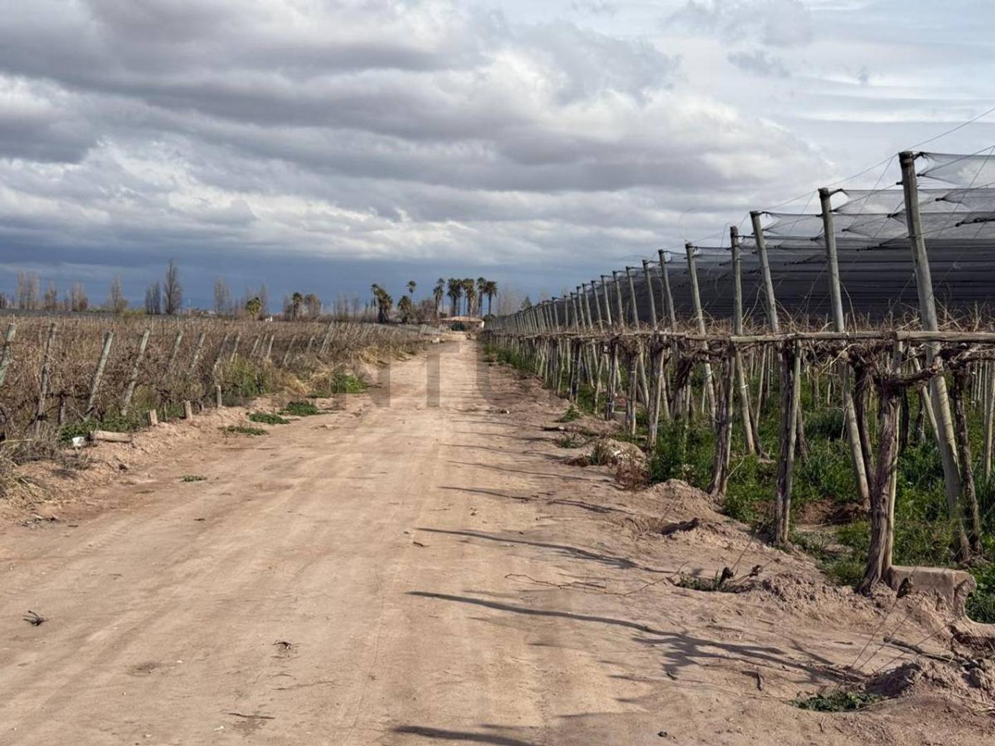 Finca en Venta, Rodeo del Medio, Maipú, Mendoza