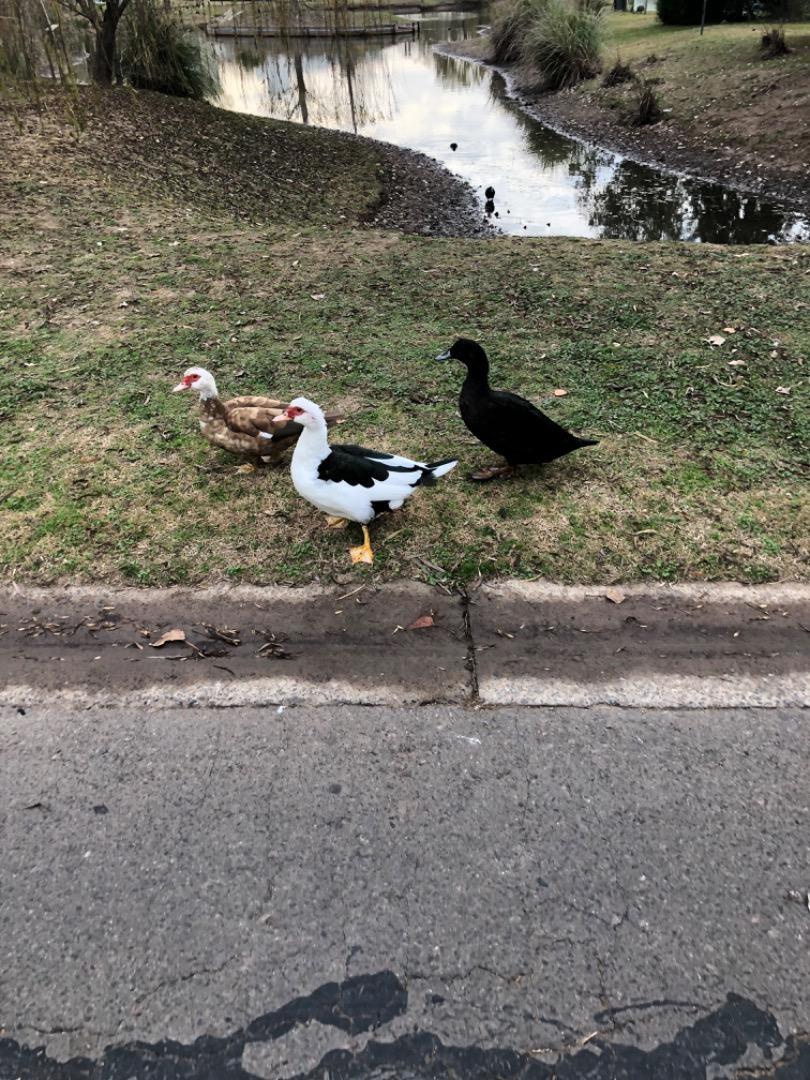Terravista Fondo Laguna