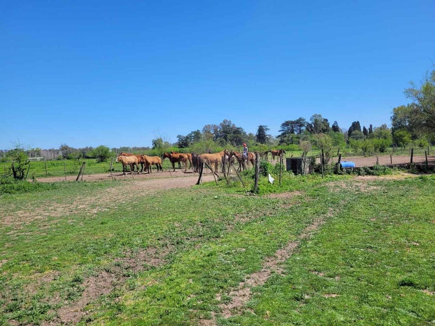 Terreno en Venta en Vicente Casares, USD 2.500.000