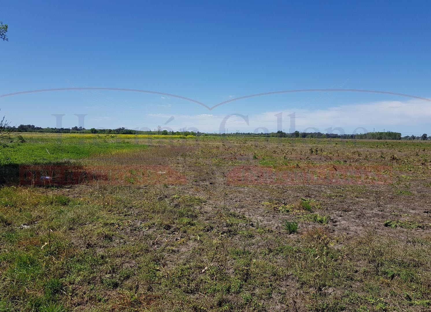 MUY BUEN CAMPO AGRÍCOLA DE 94 HAS, EN EL KM 51 DE RUTA 3