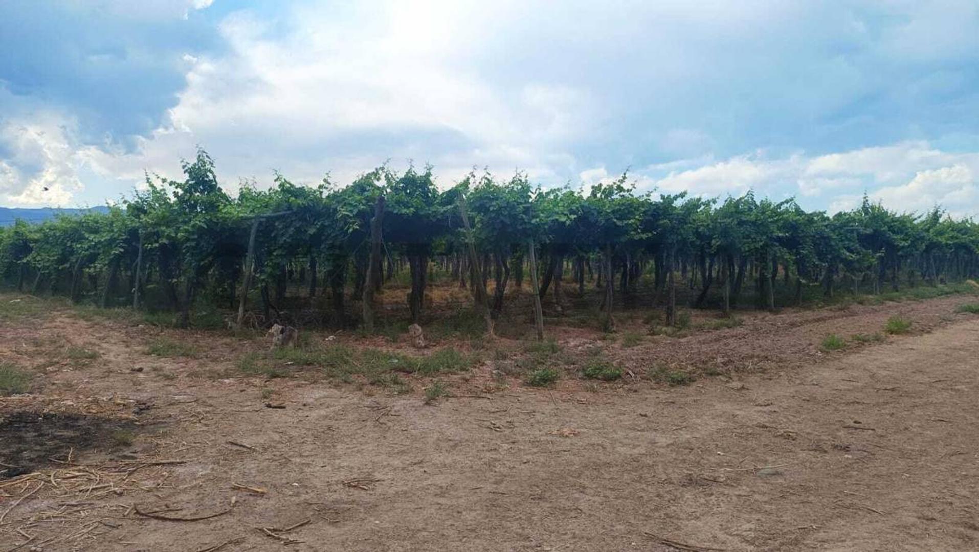 Colonia Segovia , Piso 0