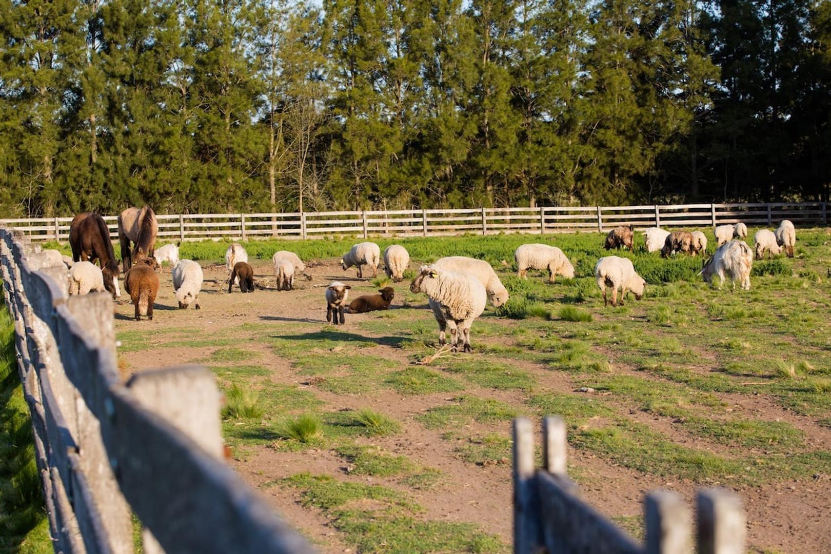 CAMPO CON CASCO EN VENTA LIMA - ZARATE