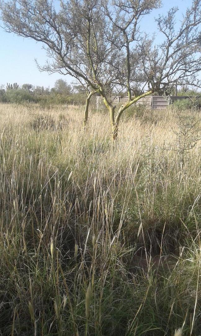 1000 ha - Herrera - Sgo. del Estero