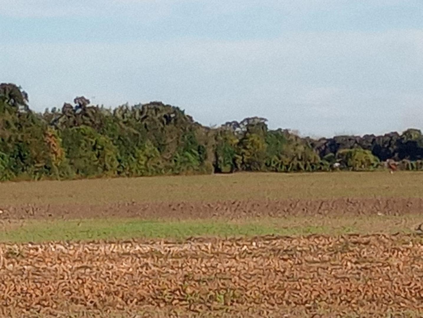 VENTA HECTAREAS CAMINO 60 CUADRAS