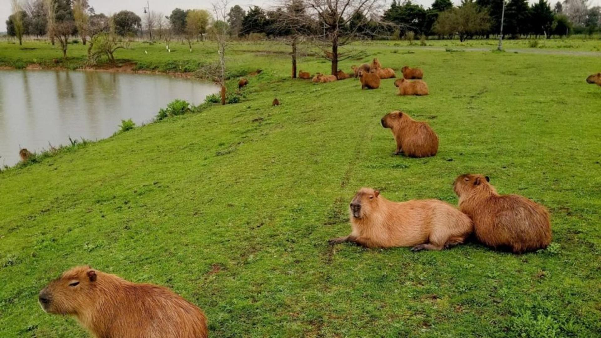 Nordelta - Casuarinas