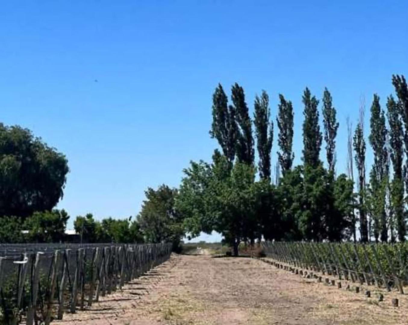 FINCA VITIVINICOLA 25 HA EN SANTA ROSA, MENDOZA