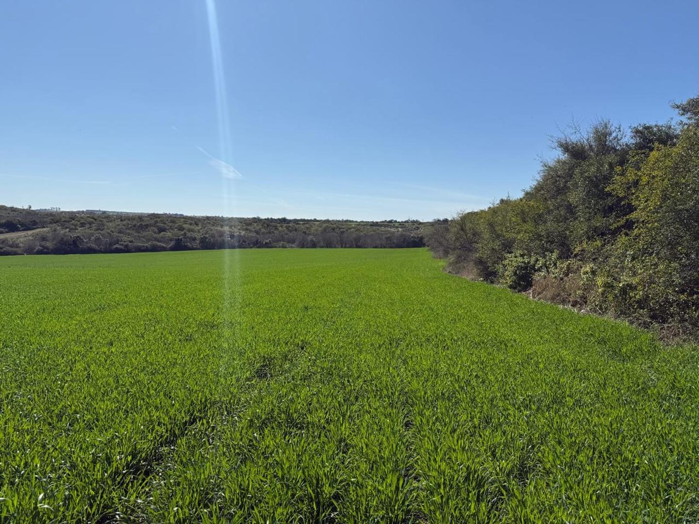 148.61 hectáreas en Diamante