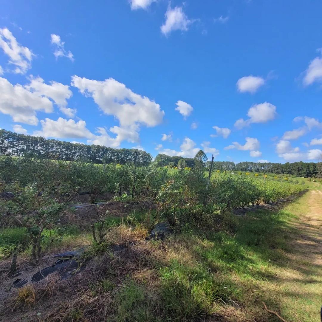 Excelente campo muy buena ubicación.