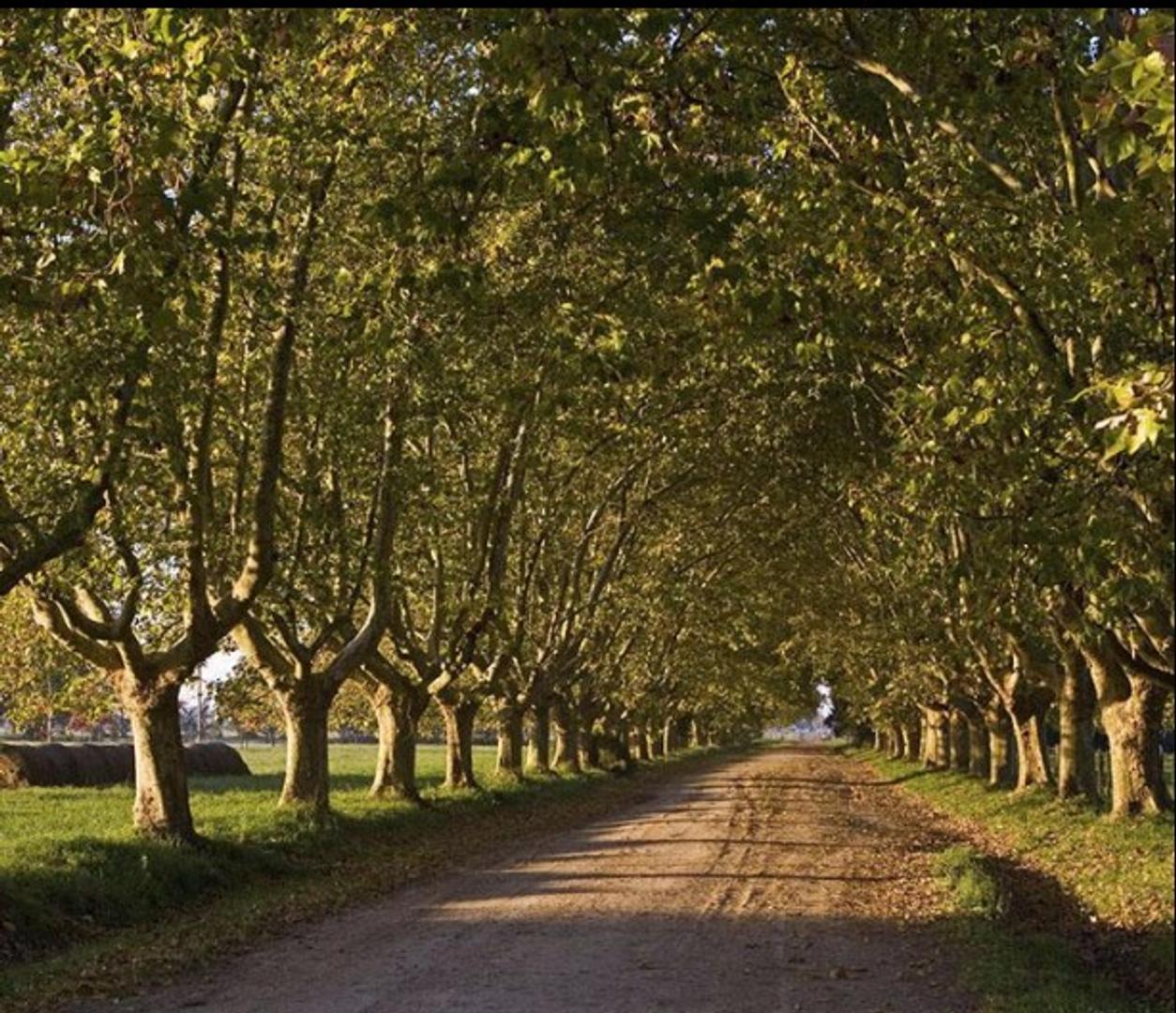 Terreno en venta en los alamos Ezeiza