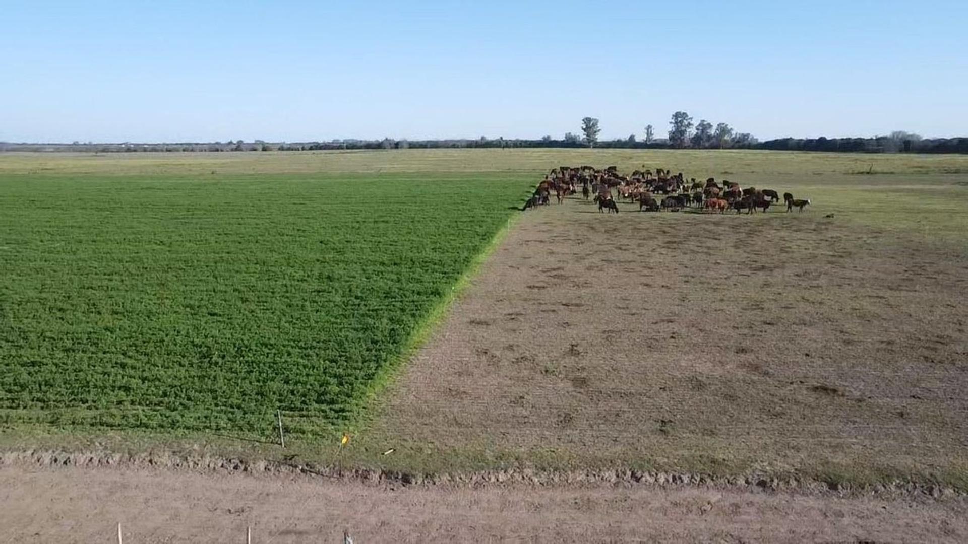 VENTA/CAMPO GANADERO/SOBRE RUTA/AURELIA