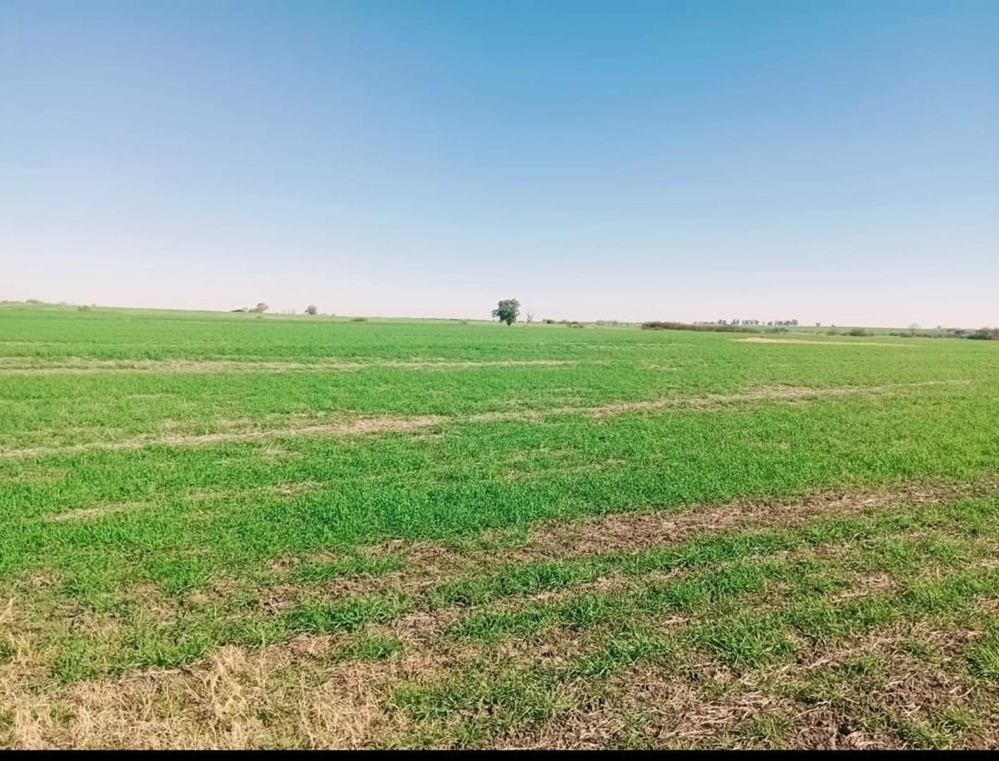 50 hectáreas entre Hernández y Betbeder