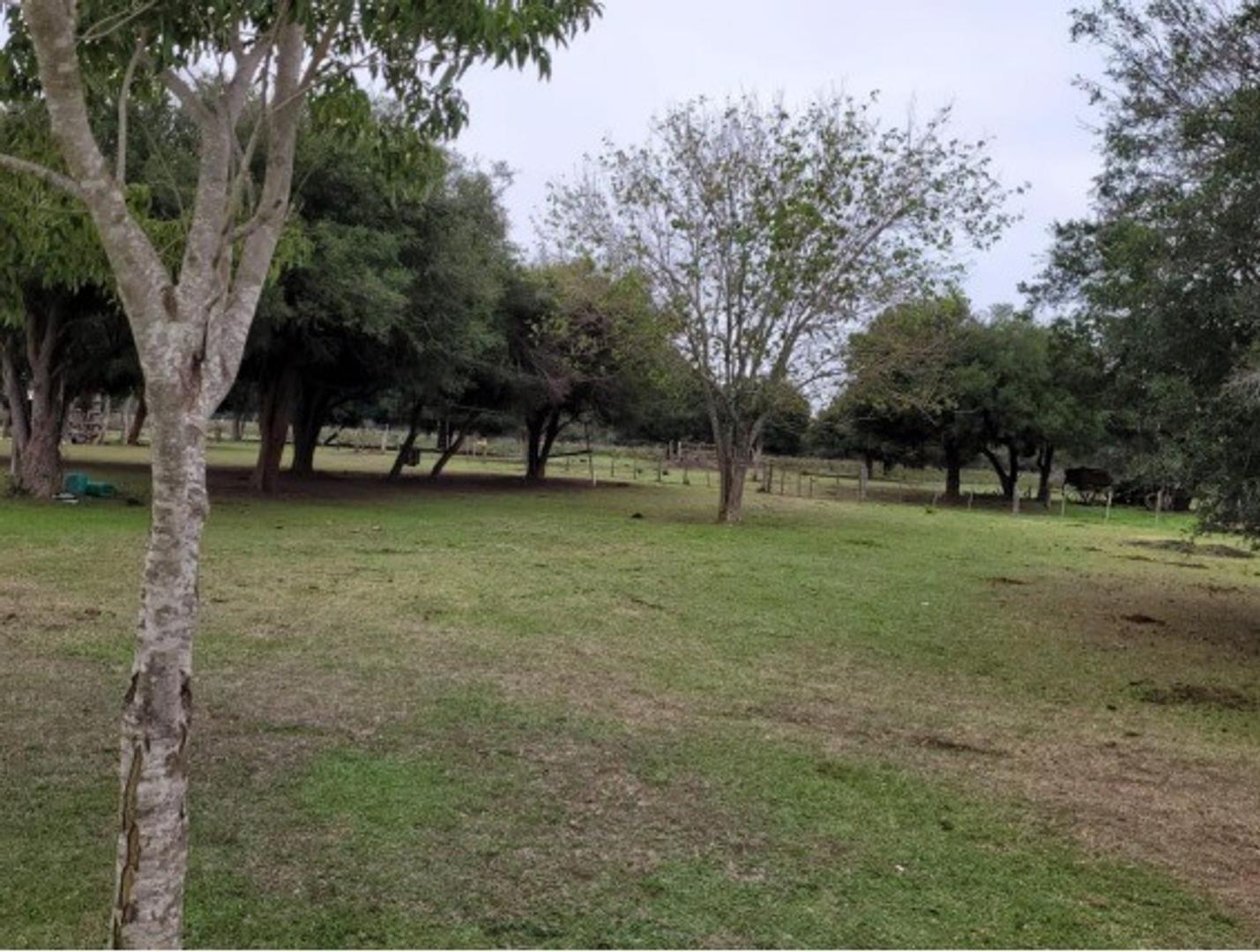 Campo 410 hectáreas ganaderas Sauce Corrientes