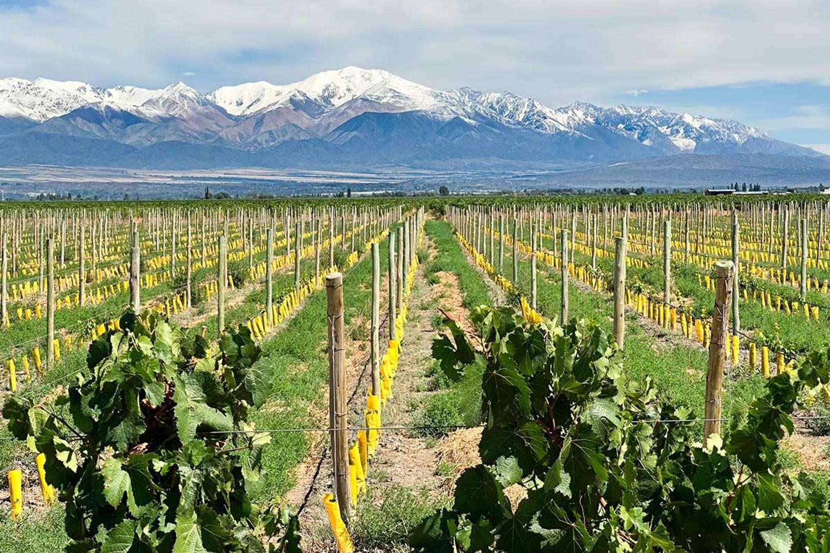 Lote en venta en Tupungato Valley | 1.000 m² con vistas a la Cordillera y Volcán Tupungato