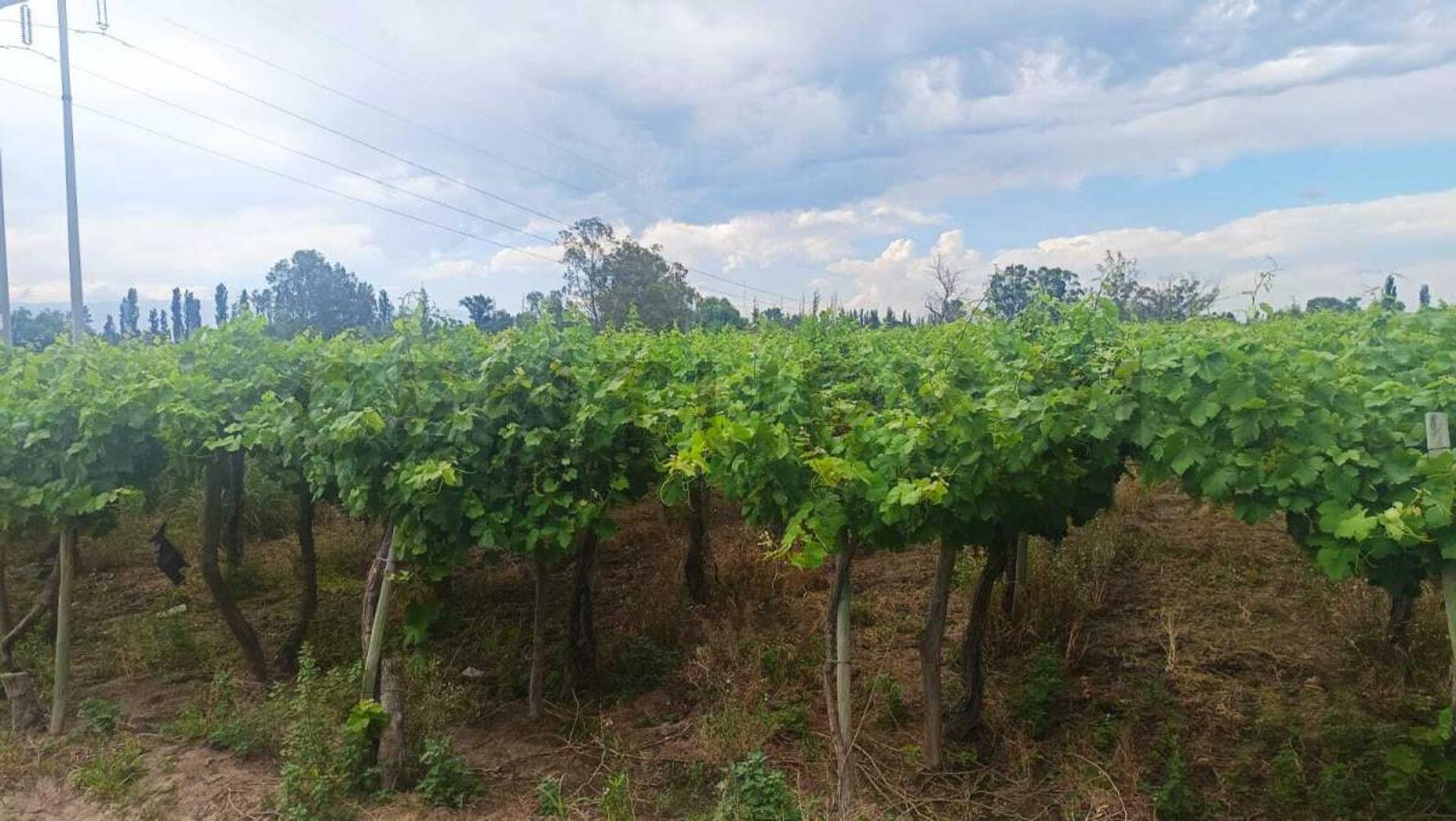 Venta de Finca en Producción Colonia Segovia