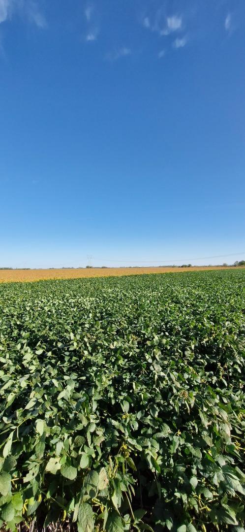 Campo 100 % agricola