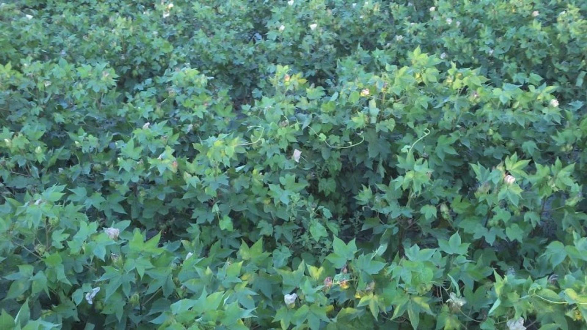 VENTA CAMPO MIXTO AGRÍCOLA-GANADERO 879hc.