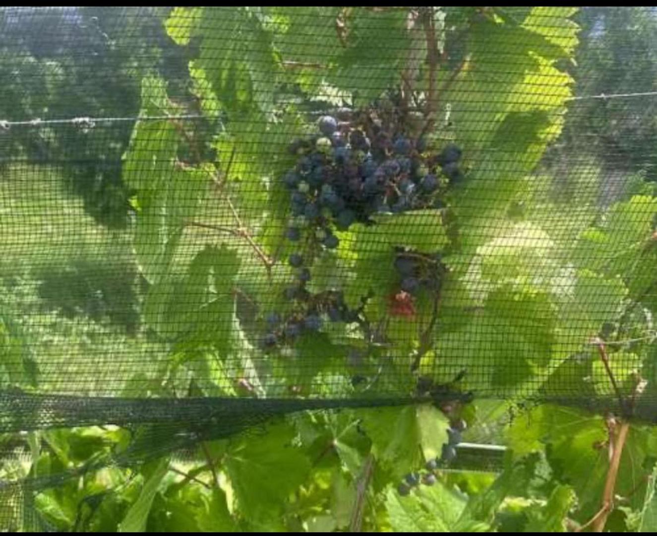 FINCA VITIVINICOLA 25 HA EN SANTA ROSA, MENDOZA