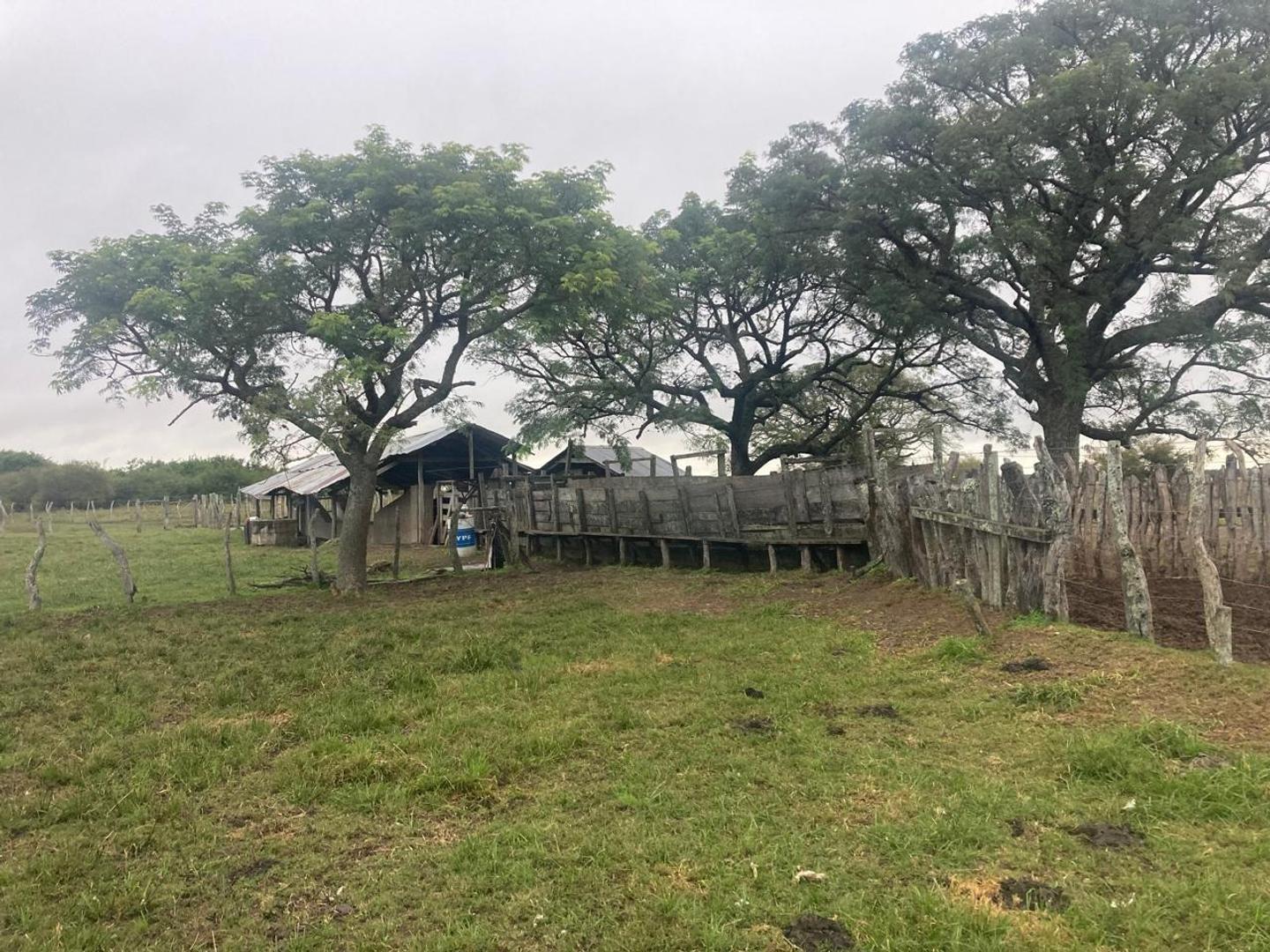 Campo Paraje Malvinas (Corrientes) - 949 has.